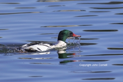 Common-Merganser;Merganser;Mergus-merganser;One;avifauna;bird;birds;color-image;